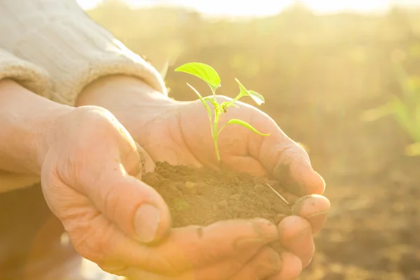 Manos campesinas viejas sosteniendo planta joven verde en rayos del sol —  Fotos de Stock