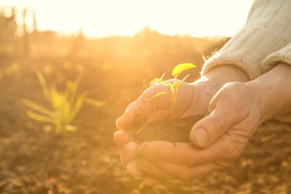 Manos campesinas viejas sosteniendo planta joven verde en rayos del sol —  Fotos de Stock