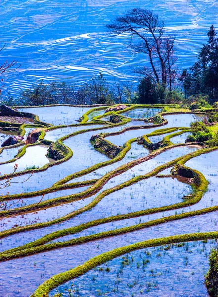 Campos de arroz inundado no sul da China — Fotografia de Stock