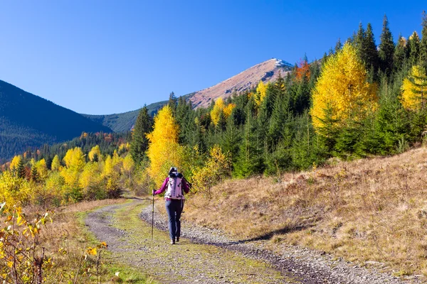 Vrouwelijke wandelaar lopen op traject in herfst Forest — Stockfoto