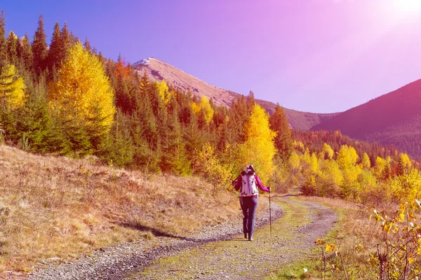 Kvinnliga vandrare går på väg i höstlig skog — Stockfoto