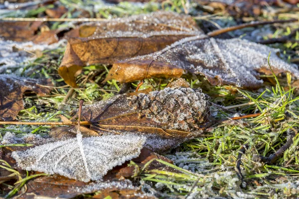 Composizione invernale all'aperto con foglie appassite congelate — Foto Stock