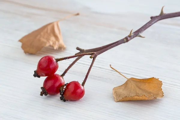 Autumnal composition with brier berry and leafs — Stock Photo, Image