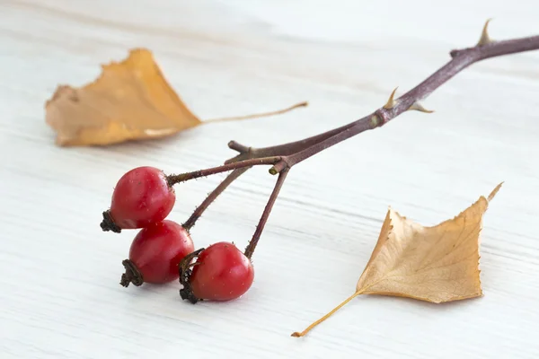 Autumnal composition with brier berry and leafs — Stock Photo, Image