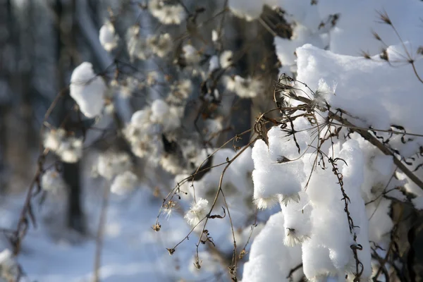 Arbustos marchitos en el parque de invierno — Foto de Stock