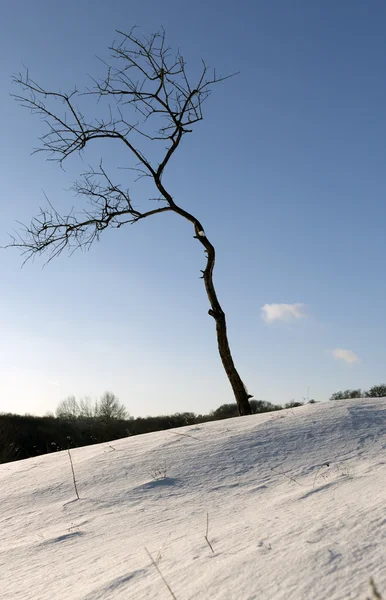 Withered tree on the snowbound field
