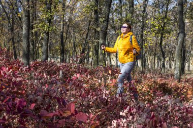 Sonbahar orman hiking