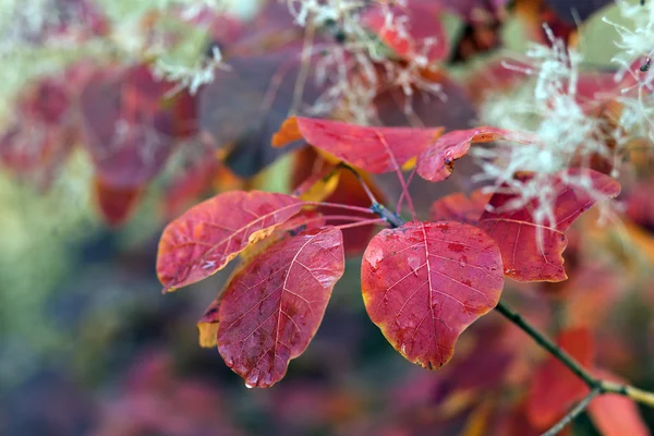 Feuilles automnales de mélèze dans la forêt — Photo