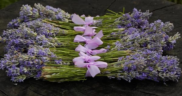 Rural harvest of lavender flowers — Stock Photo, Image