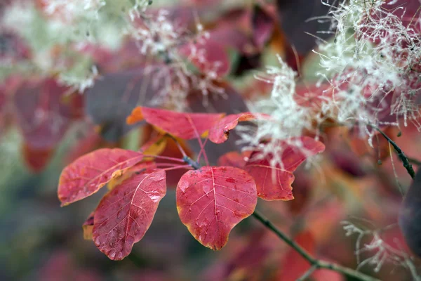 Autumnal leaves of larch tree in the forest — Stock Image Autumnal leaves of larch tree in the forest Stock Picture