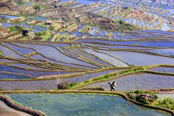 Flooded rice fields in South China — Stock Photo, Image