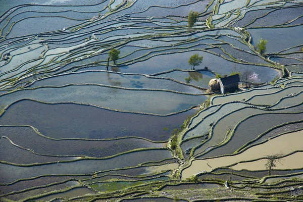 中国南部の湛水の田んぼ — ストック写真