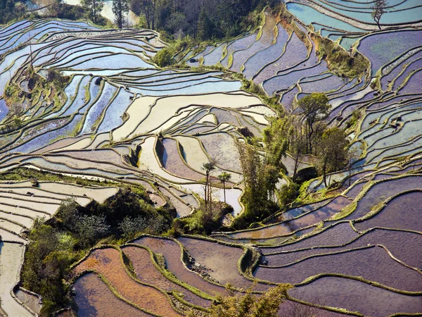 Campos de arroz inundado no sul da China — Fotografia de Stock