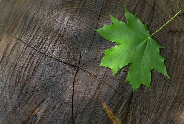 Свіжий зелений кленовий лист на дерев'яному складі з променями сонця — стокове фото