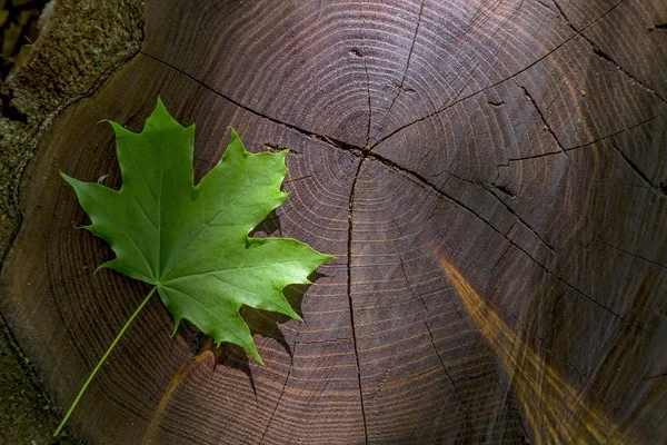 Verse groene esdoornblad op houten voorraad met sunbeam — Stockfoto