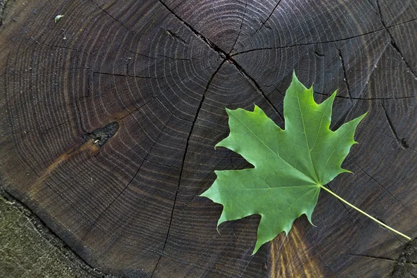 Verse groene esdoornblad op houten voorraad — Stockfoto