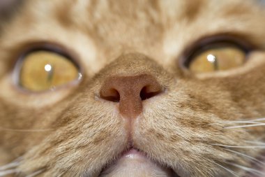Kedi burun yakın çekim fotoğraf uzak perspektif içinde gözlü