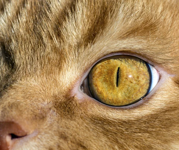 Imagen cercana del ojo de gato — Foto de Stock