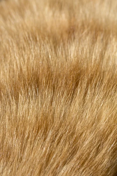 Pelliccia di gatto immagine da vicino per lo sfondo — Foto Stock