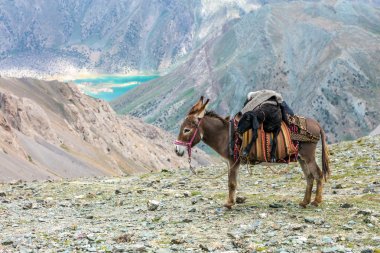 Cargo donkey in mountain area clipart