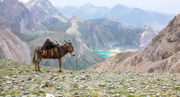 Cargo donkey in mountain area — Stock Photo, Image
