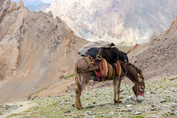 Cargo donkey in mountain area