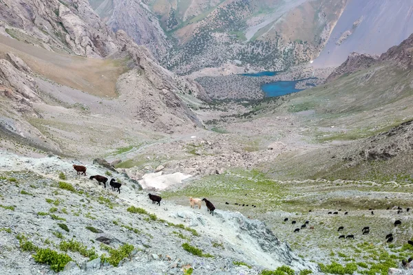 Terres de montagne et troupeau de moutons — Photo