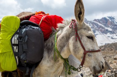 Kargo eşek baş