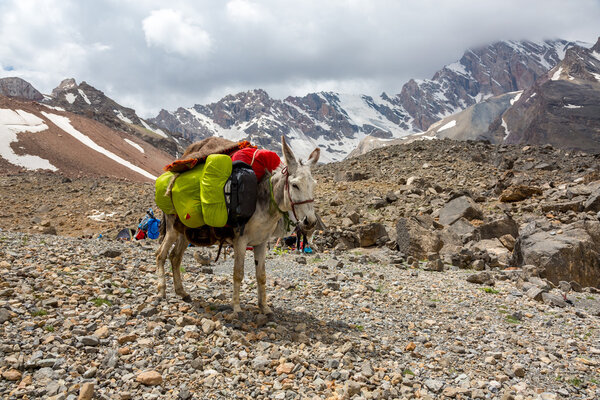 Cargo donkey in mountain area