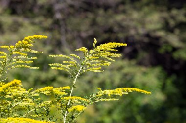 yeşil ormanda sarı çiçekler