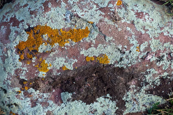 カラフルな灰色緑の赤オレンジ苔で覆われた花崗岩の石のテクスチャ — ストック写真