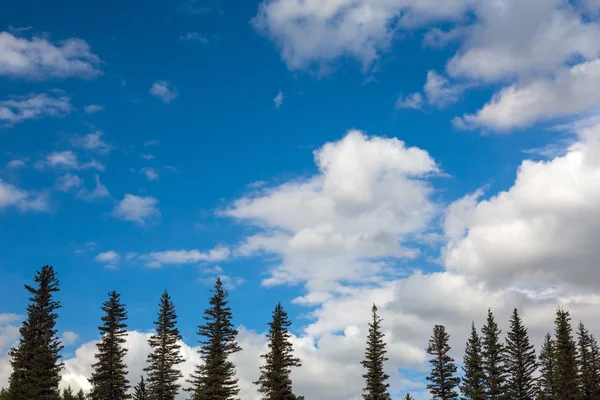 Fir Tree Tops en blauwe hemel met witte wolken Stockafbeelding