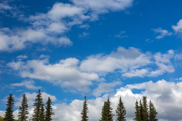 Fir Tree Tops en blauwe hemel met witte wolken Stockfoto