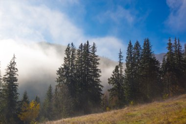 Hill çimenli tepeye büyüyen yeşil çam ormanı ile