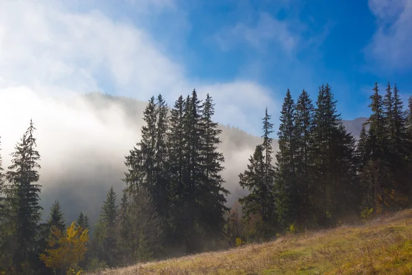 Backen med grön tallskog växer på gräsbevuxen kulle — Stockfoto