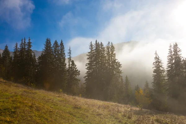 Colina con bosque de pino verde creciendo en colina cubierta de hierba — Foto de Stock