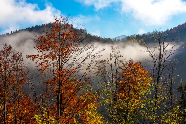 Bosque otoñal y niebla se agota — Foto de Stock