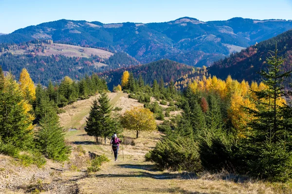秋の森で経路上を歩いて女性ハイカー — ストック写真