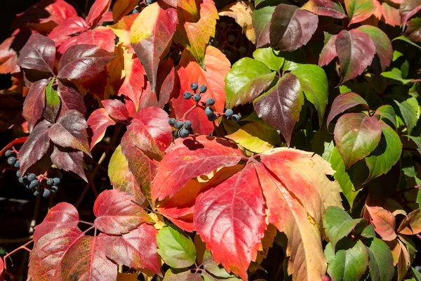 Folhas Outonais Hedge Imagem com cores luminosas brilhantes do outono — Fotografia de Stock