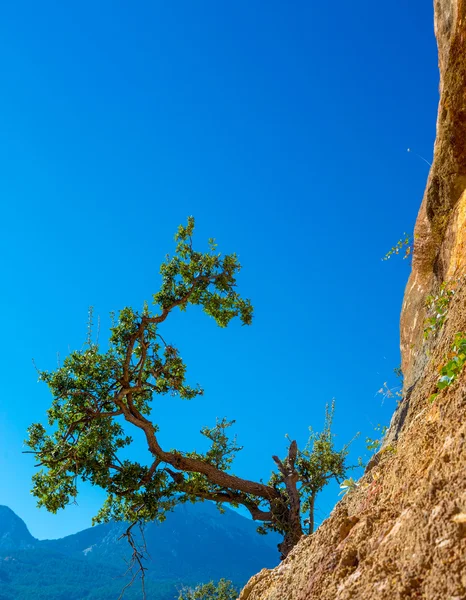 Árvore verde crescendo em laranja vertical Rock azul Céu Fundo — Fotografia de Stock