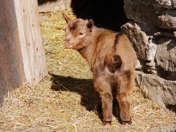 Junge Ziege mit braunem Fell steht vor dem Stall — Stockfoto