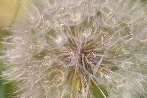 Detail pampelišky zralé plody vytváří vzor — Stock fotografie