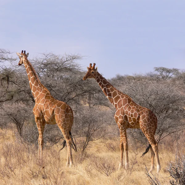 Twee wilde reticulated giraf in savannah tussen bush en bomen — Stockfoto