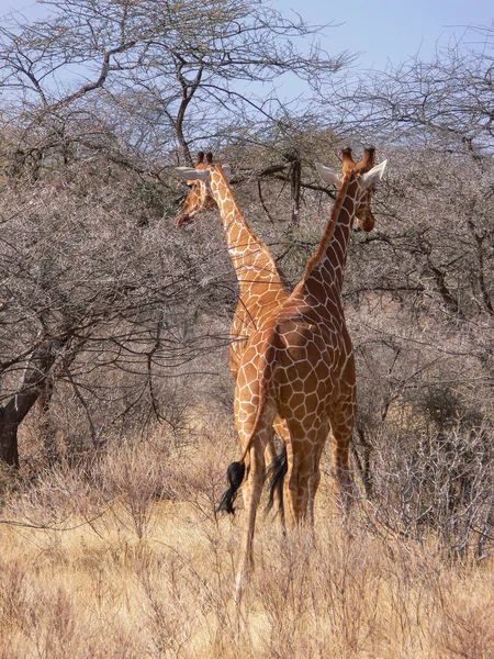 Twee wilde reticulated giraffe lopen tussen bush en bomen — Stockfoto