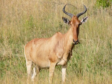 Savannah çim yeme vahşi hartebeest (kongoni)