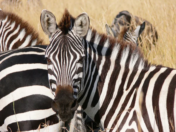 Zebra's portret in de savanne van masai Mara — Stockfoto