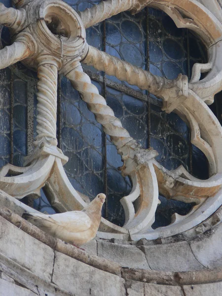 白色鸽子休息在罗马教堂的老玫瑰窗口 — 图库照片