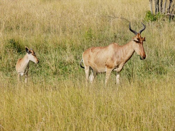 Hartebeests sauvages (kongoni) mère et chiot pâturant la savane — Photo