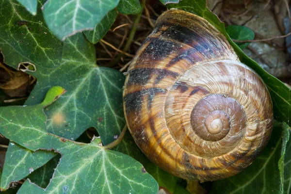 Primer plano de un caracol grande en su casa en hojas de hiedra — Foto de Stock