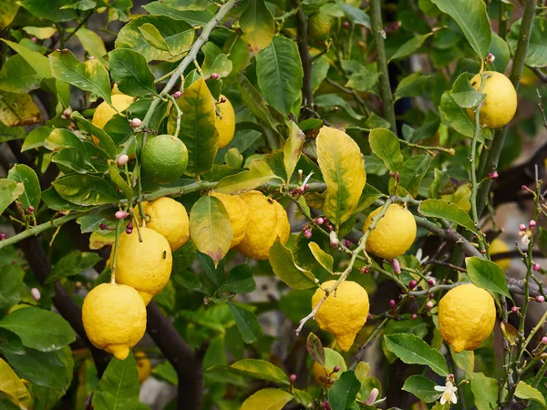 Organic yellow ripe lemon fruits and flower on a branch — Stock Photo, Image